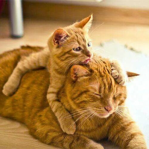 Котик и кошечка фото Épinglé par Roseita Beasley sur Super cute fit! Photos de chats mignons, Chat tr