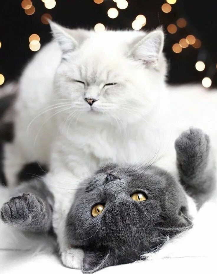 Котик и кошечка фото Pin by Jolanta on C A T S Cute cats, Cats, Cute cats and kittens