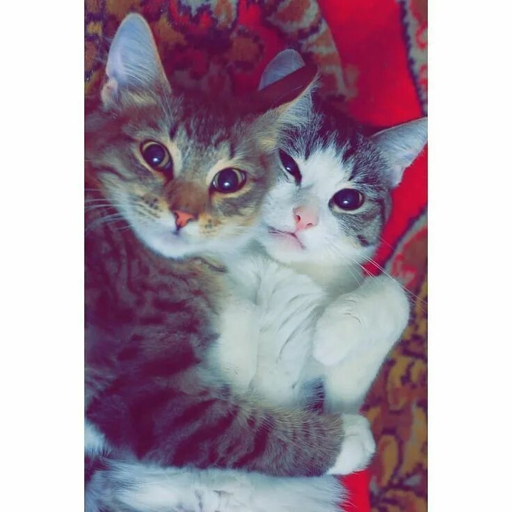 Котик и кошечка фото Pin on Iraq Kitten images, Pretty cats, Cute animals images