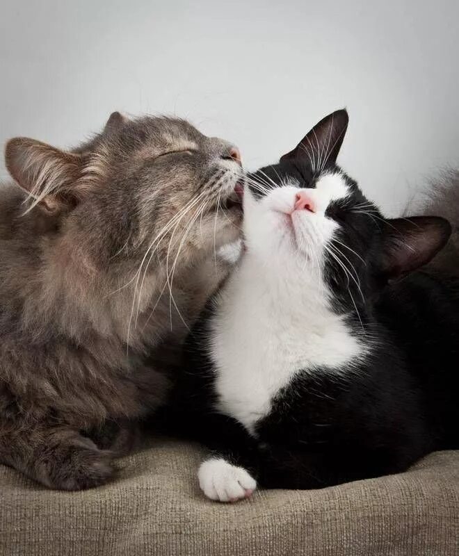 Котик и кошечка фото Милые, смешные и забавные котики для отличного настроения Cute cats, Beautiful c