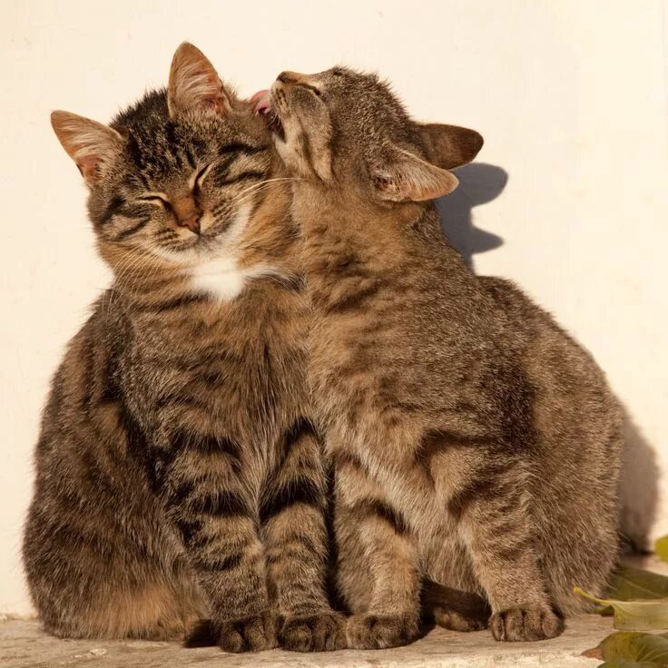 Котик и кошечка фото julia Самые милые животные, Красивые кошки, Котенок