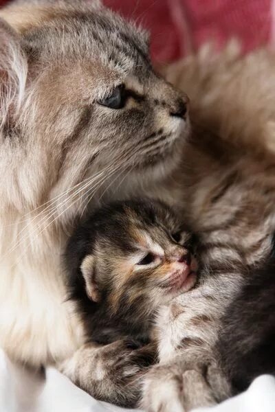Котик и кошечка фото A mother cat holding her kitten. Товары для животных, Очаровательные котята, Мил