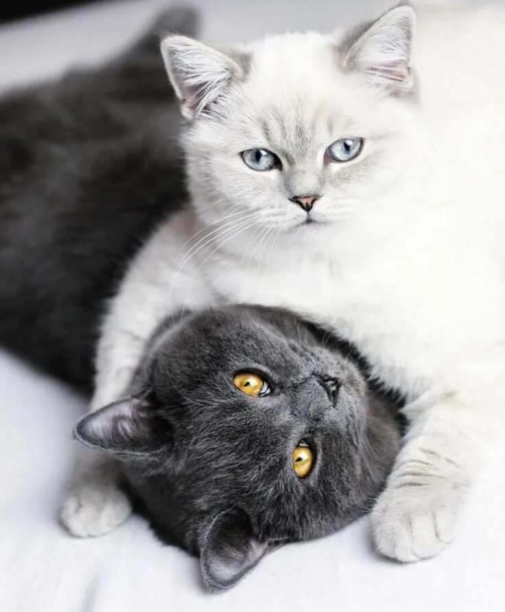 Котик и кошечка фото Pin von Viola Perschk auf Süsse Katzen Katzen, Süße tiere, Süße katzen