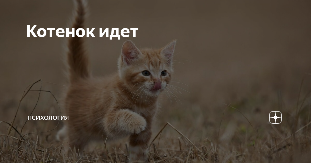 Котик идет фото Котенок идет ПсихологИя Дзен