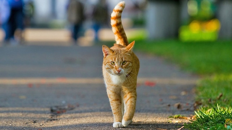 Котик идет фото Ginger homeless cat roaming the streets and does not understand where everyone d