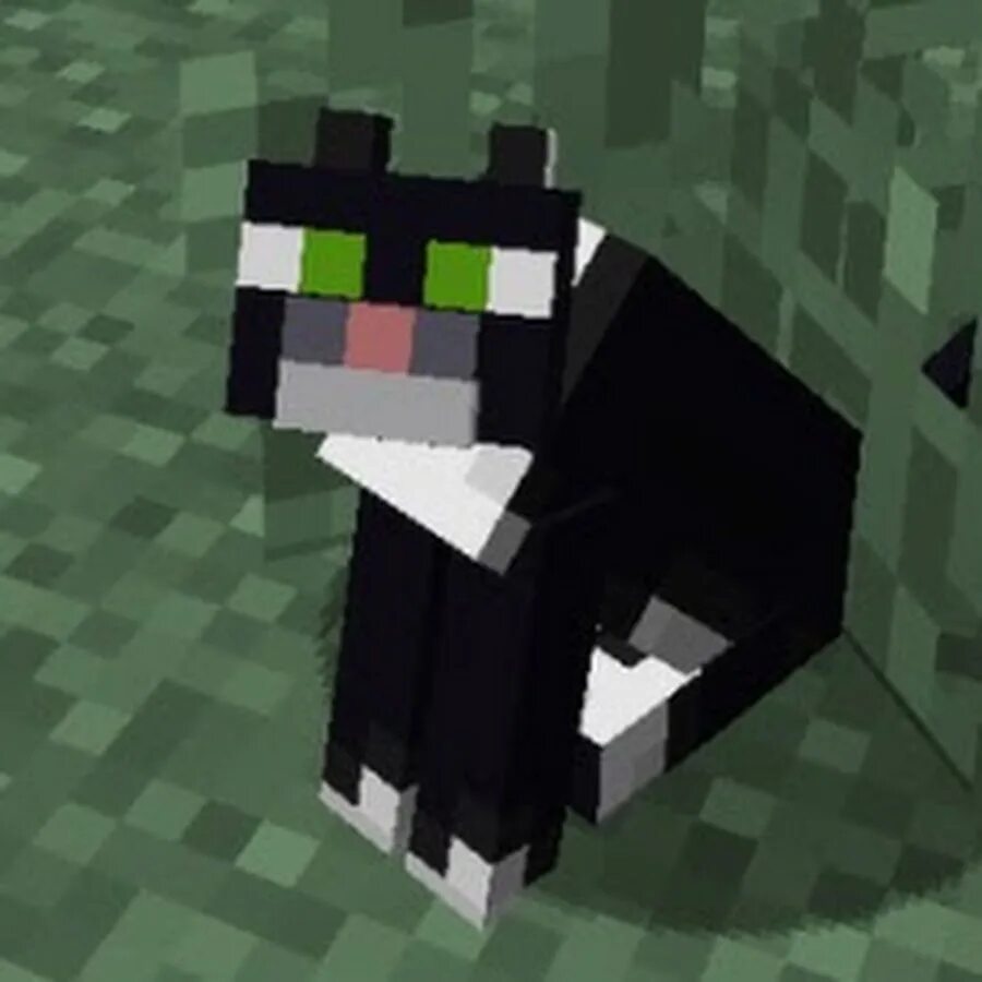 Котик из майнкрафта фото mufu cat - YouTube