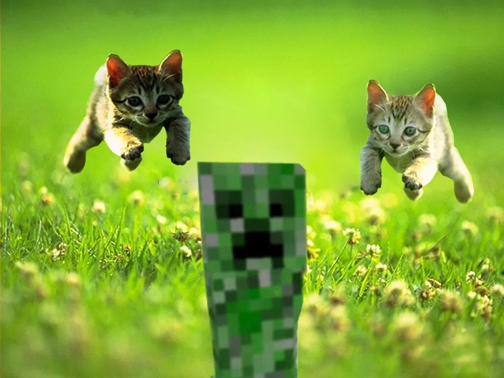 Котик из майнкрафта фото Building On Request Minecraft Map