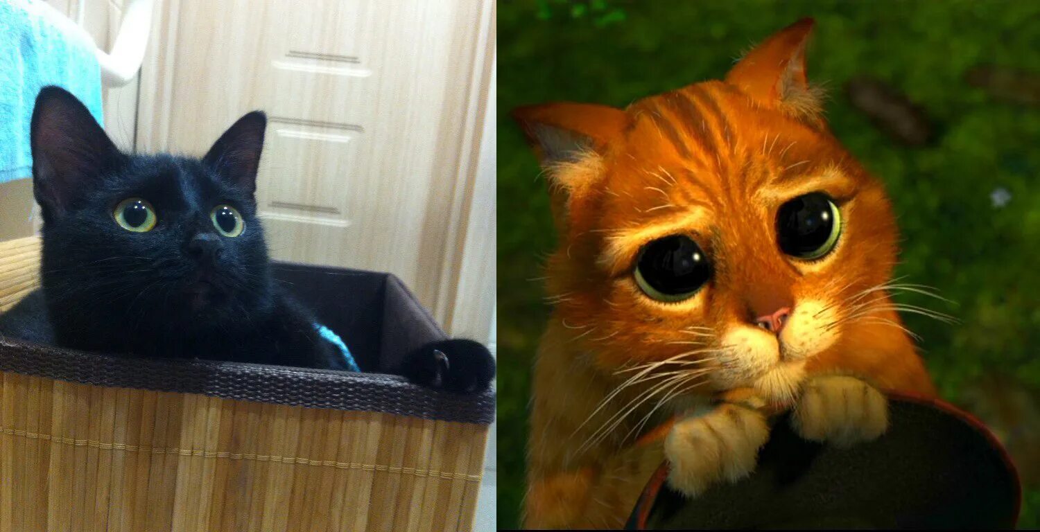 Котик из шрека фото с глазами Шрек кот фото - Кот в сапогах из Шрека живет в Британии и ведет Instagram - TOPN