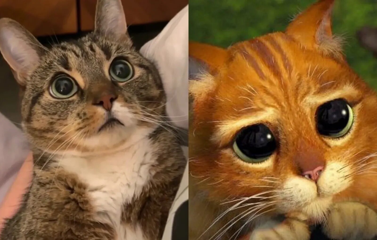 Котик из шрека фото с глазами Кот в сапогах: в Сети обнаружен тот самый котик из мультфильма "Шрек" Lifestyle 