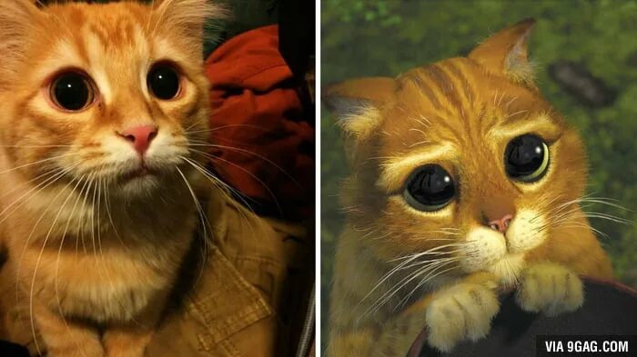 Котик из шрека фото с глазами This cat looks oddly familiar - 9GAG