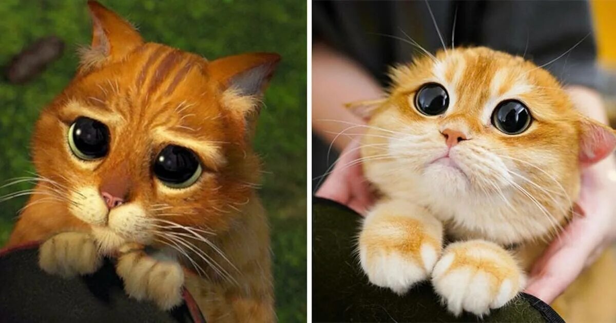 Котик из шрека фото с глазами 15 фото очаровательного кота, который точь-в-точь как знаменитый персонаж "Шрека