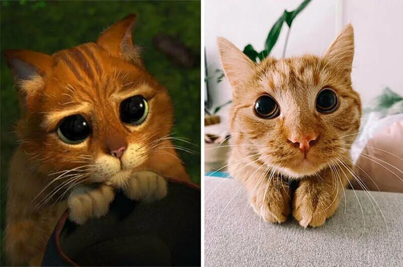 Котик из шрека фото с глазами Пользователи сети нашли питомца, который пародирует кота в сапогах из мультфильм