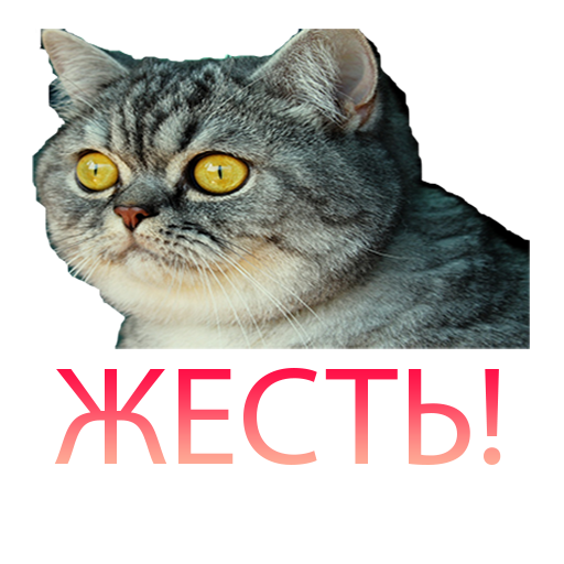 Котик из телеграмма фото Стикеры Telegram КОТИКИ