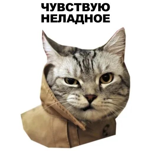 Котик из телеграмма фото Стикеры Телеграмм - Котики https://telegram.me/addstickers/Kotiki_eezee 2017 Сти