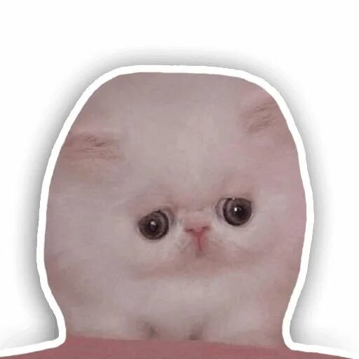 Котик из телеграмма фото RuCat" stickers set for Telegram