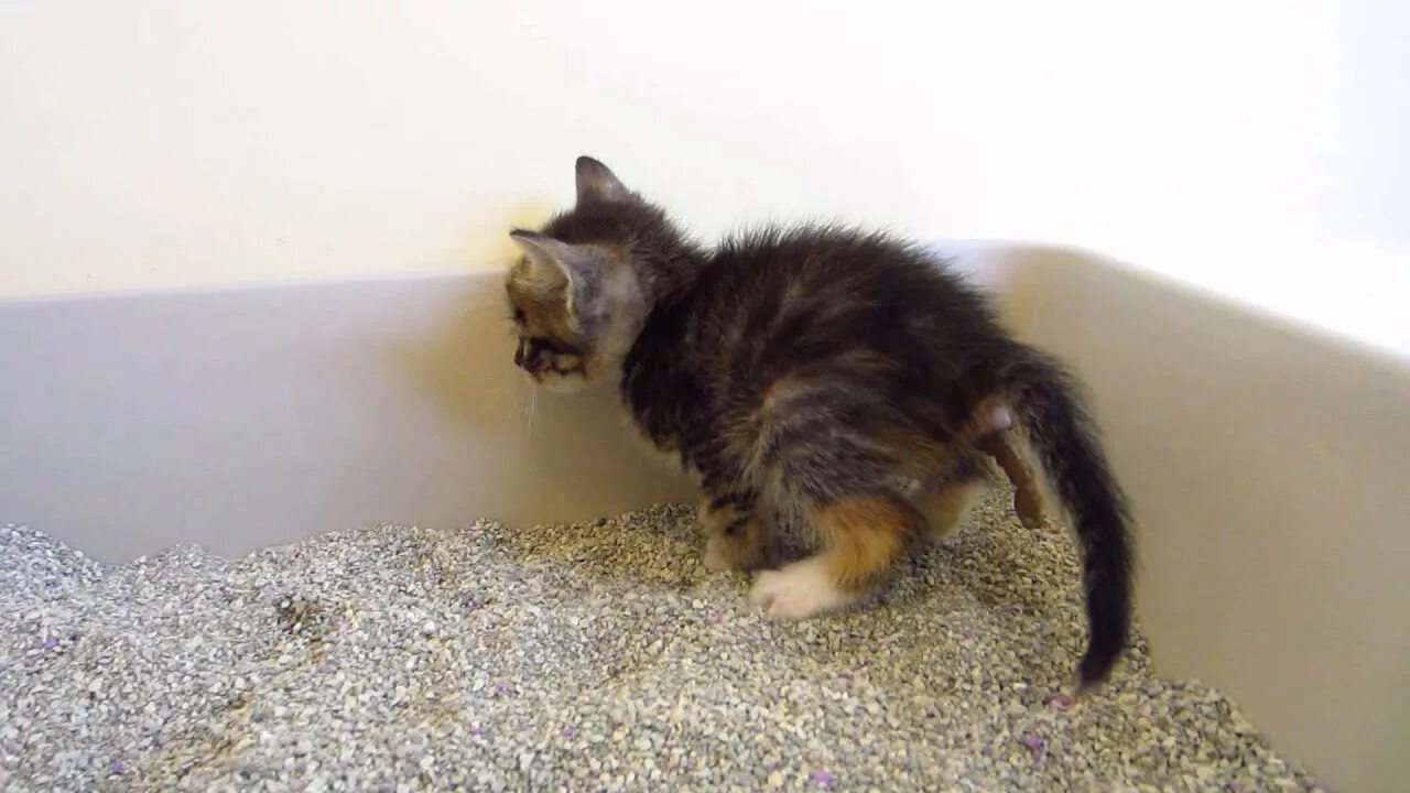 Котик какает фото Ewww! - Tiny Tortie Foster Kitten Making a HUGE Poop in the Litter Box - 3 Weeks