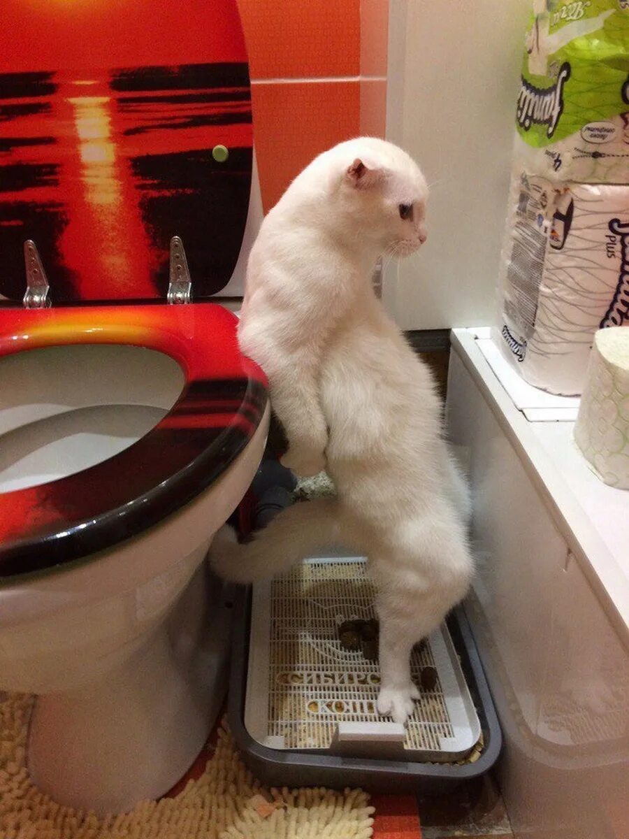 Котик какает фото Не жди лета, наслаждайся весной и КОТИКАМИ. С Любовью к творчеству Дзен