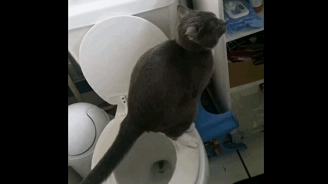 Котик какает фото tootsie roll - GIF on Imgur