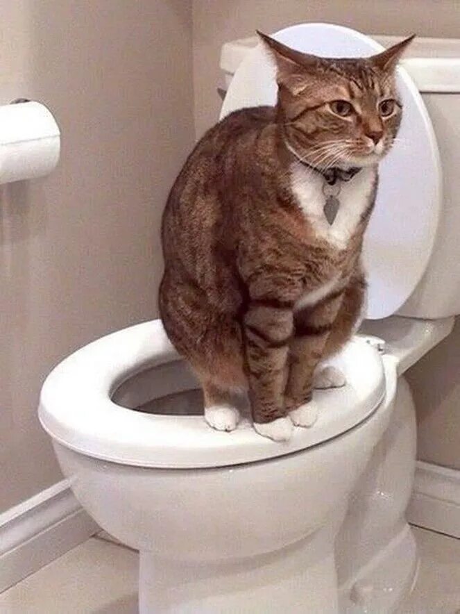 Котик какает фото Como ensinar gato a ir à sanita? Cats, Cat toilet training, Funny cat photos