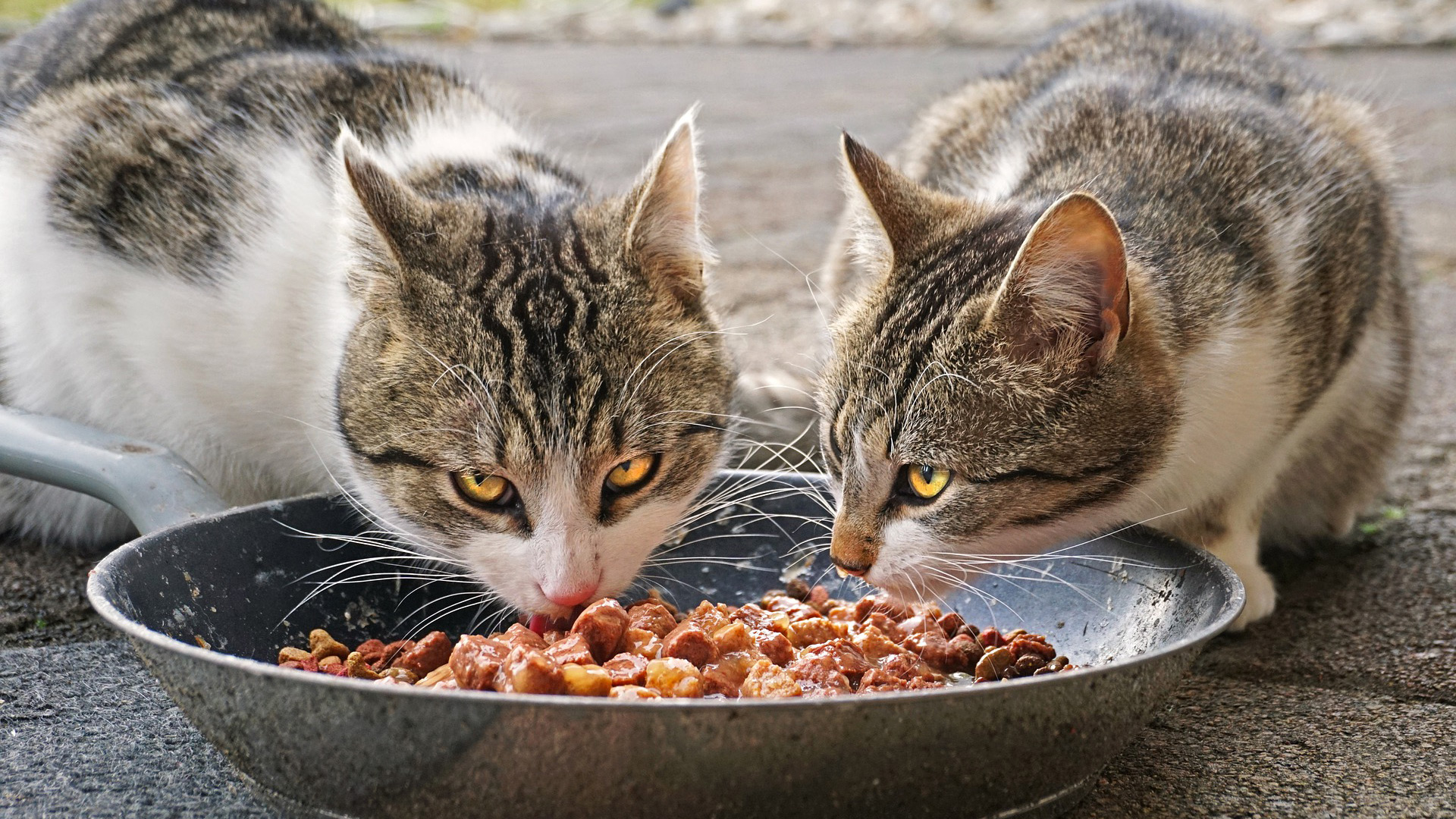 Котик кушает фото Is Eating Cat Food Bad For You Online xn--h1aahyg1df.xn--p1ai