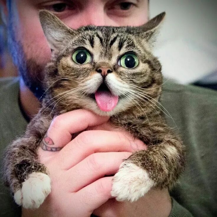 Котик лайк фото Pin by Katie O'Brien on lil Bub Instagram dogs, Cats, Funny animal pictures