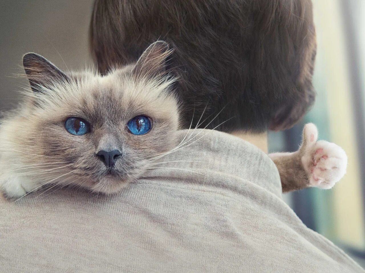 Котик лайк фото Ребята обязательно ставьте лайки под постами! Для нас это очень важно. Наша груп