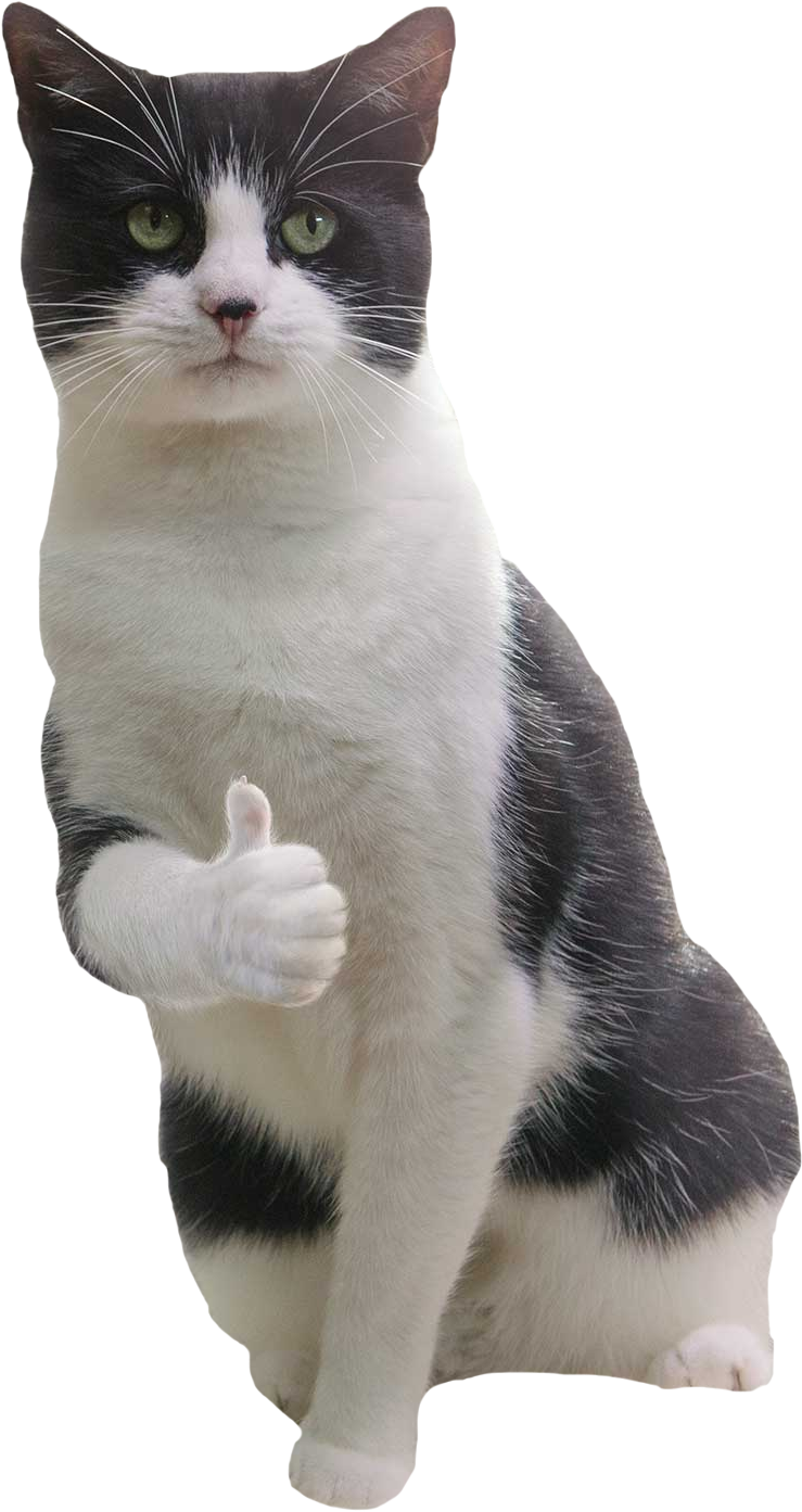Котик лайк фото Спільнота Steam :: Посібник :: Один манул, два манула.