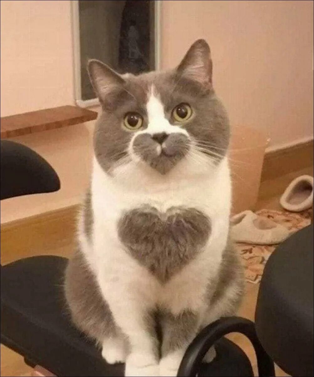 Котик лайк фото Улыбаемся и машем. и котэ - Сообщество "Позитивов ☺ зы" на DRIVE2