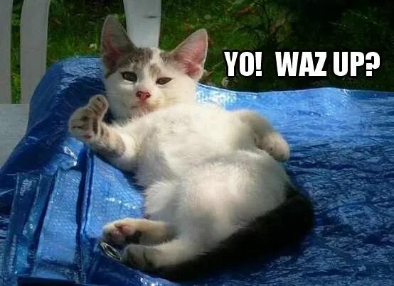 Котик лайк фото Pin van ANP op Cats be like
