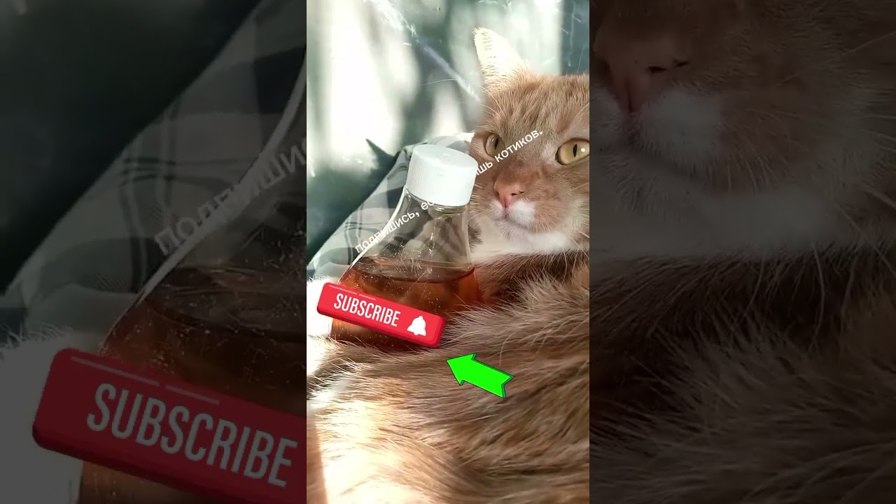 Котик лайк фото за котиков пж лайк и подписку - YouTube