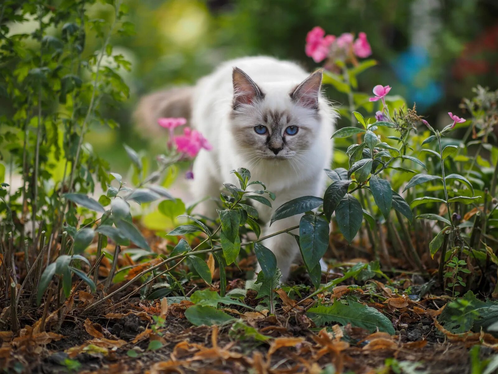 Котик летом фото Скачать обои кошка, лето, кот, взгляд, листья, цветы, природа, котенок, раздел к