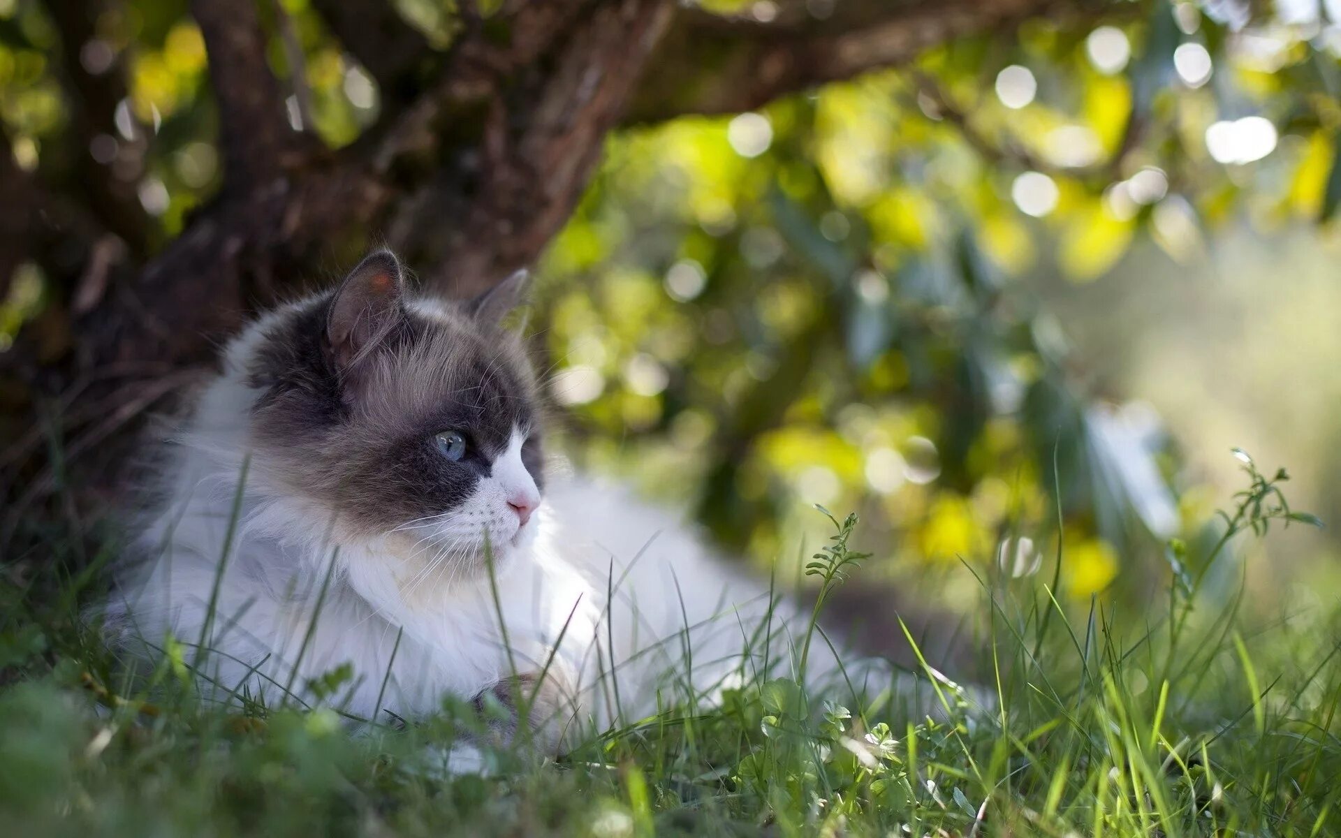 Котик летом фото Wallpaper : animals, nature, grass, branch, wildlife, whiskers, mammals, tree, f