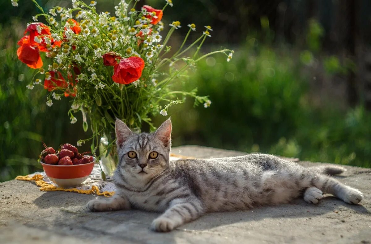 Котик летом фото Works on Helios 81N, 44-2, Jupiter-37 and Pentacon 50 / 1.8 by Lilia Nemykina Ha