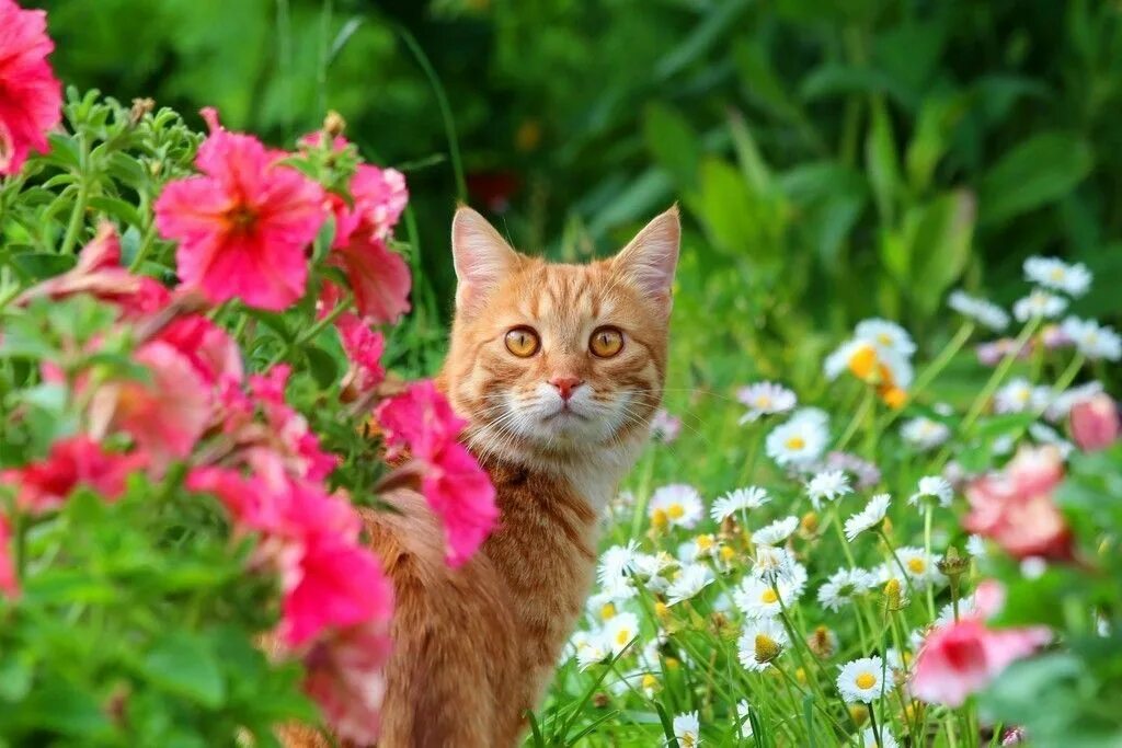 Котик летом фото Orange cat, meadow, flowers, animal wallpaper Animals, Cats, Orange cat