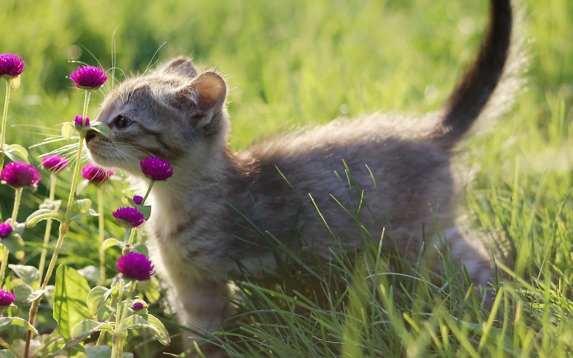 Котик летом фото Kitten smells the flowers Desktop wallpapers 1024x1024