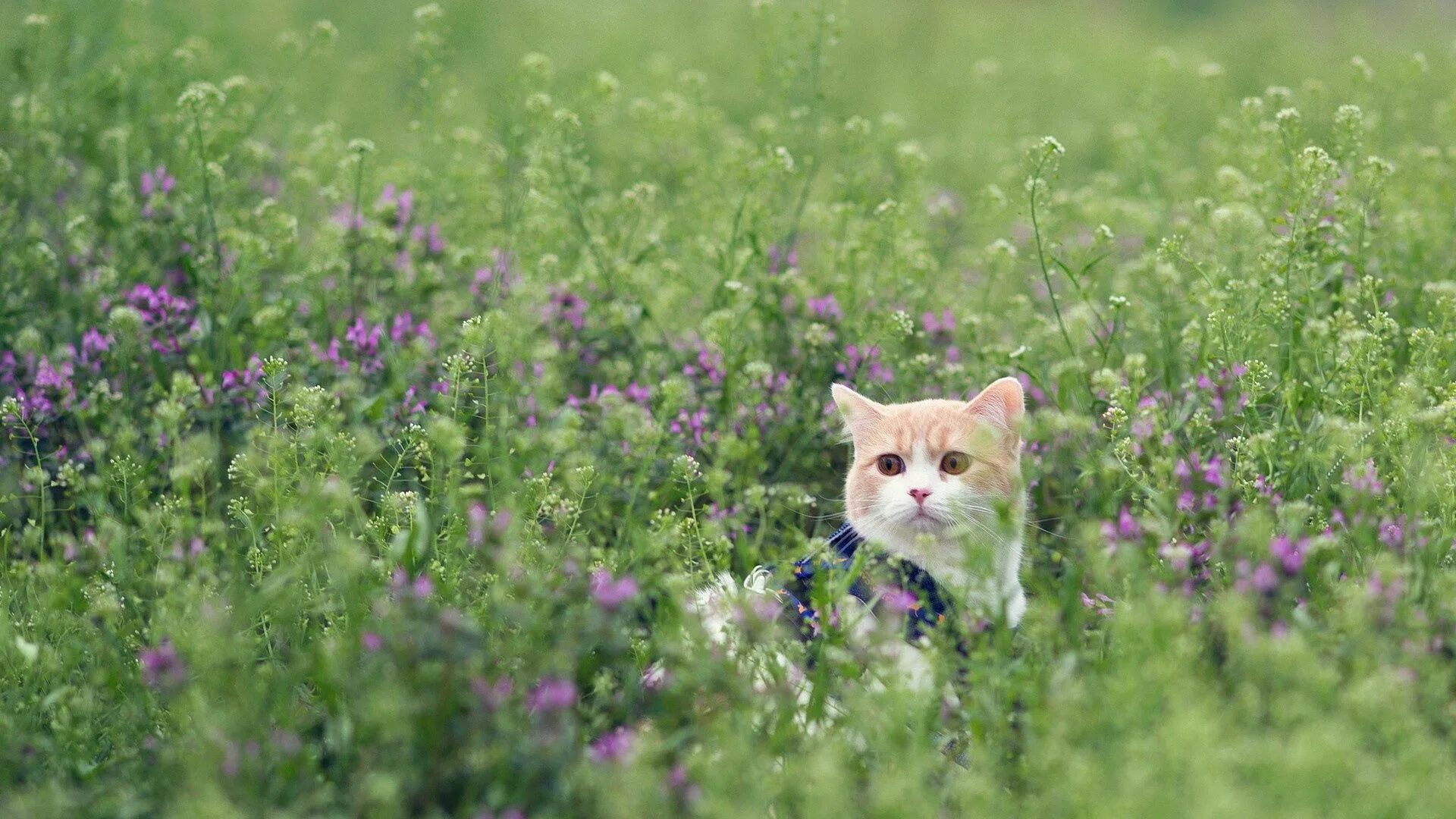 Котик летом фото Download wallpaper 1920x1080 cat, grass, peeps full hd, hdtv, fhd, 1080p hd back