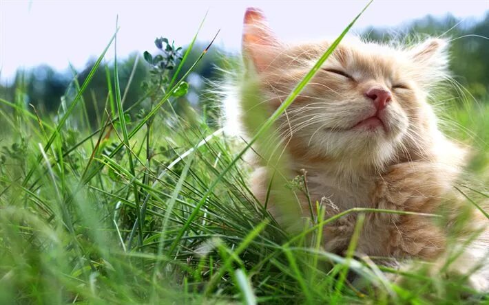 Котик летом фото Download wallpapers ginger kitten, grass, pets, ginger cat, kitten, cats, cute a