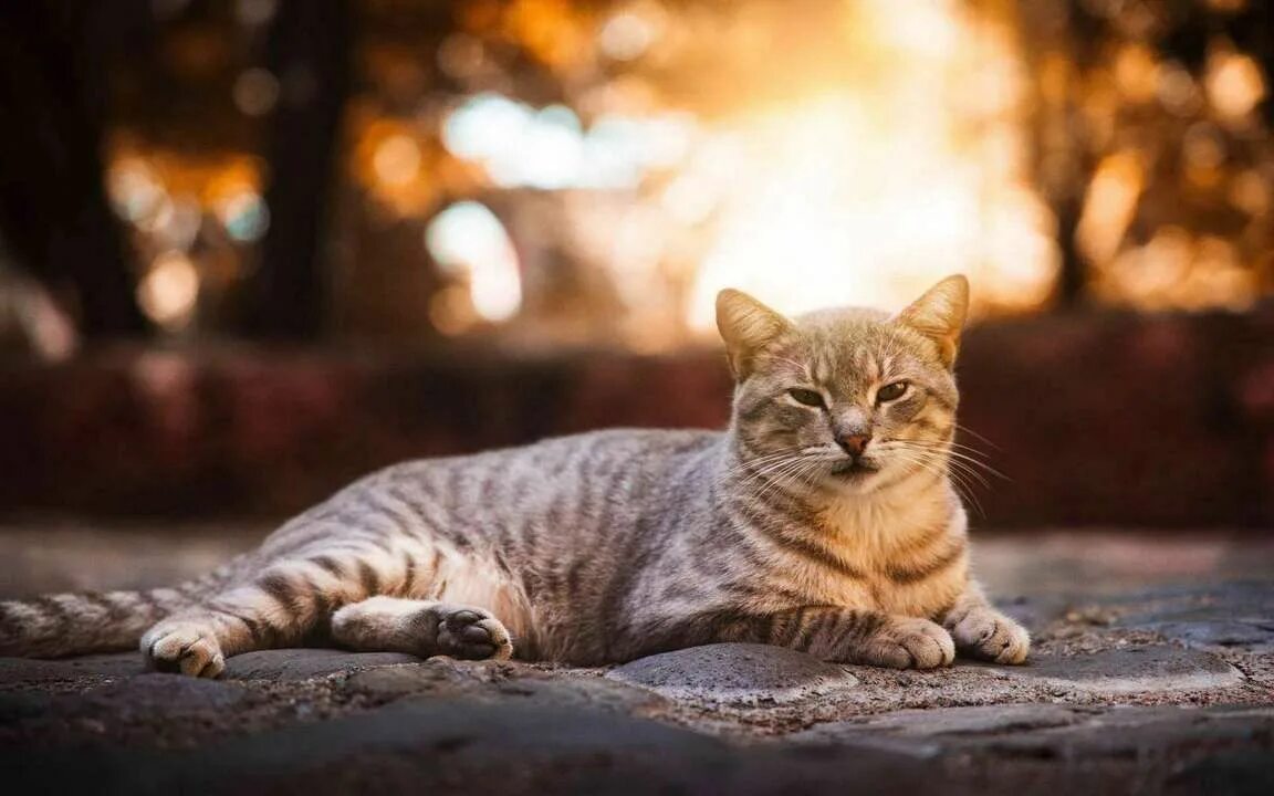 Котик лежит фото Картина на холсте 40x60 LinxOne "Кот, серый, полосатый, милый, питомец r" интерь