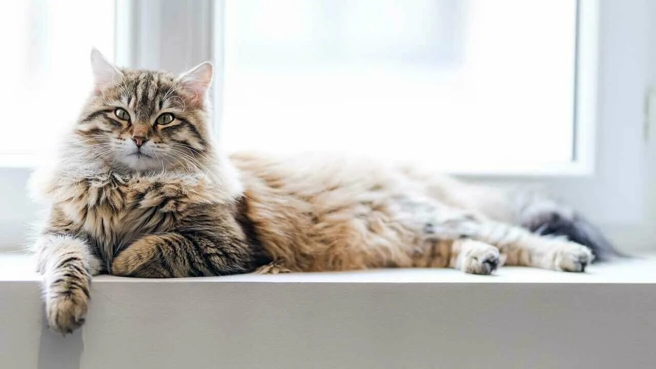 Котик лежит фото Картина на холсте 50x70 LinxOne "Кошка уют дом" интерьер для дома / декор на сте