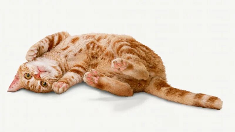 Котик лежит фото Laying Cat Images Free Photos, PNG Stickers, Wallpapers & Backgrounds - rawpixel