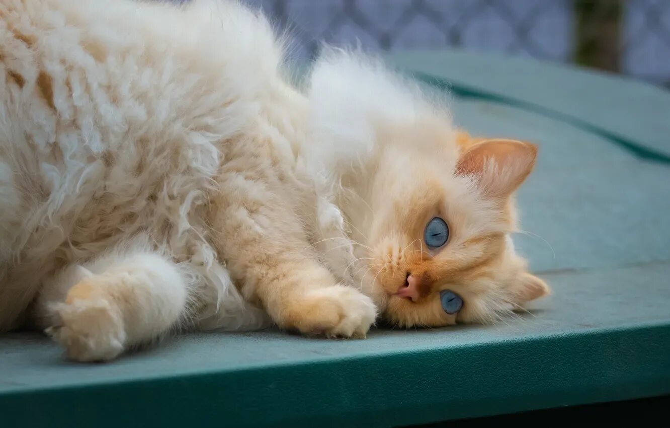 Котик лежит фото Обои кошка, кот, пушистый, лежит на телефон и рабочий стол, раздел кошки, разреш