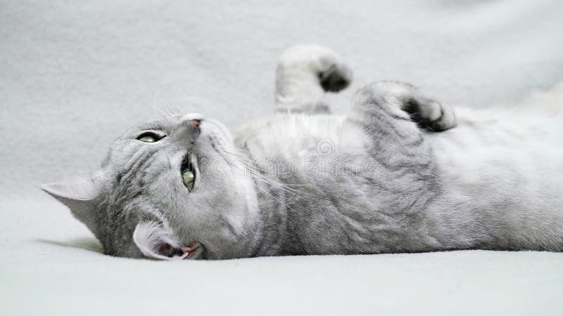 Котик лежит фото 628 котенок вверх ногами стоковые фото - бесплатные и стоковые фото RF от Dreams