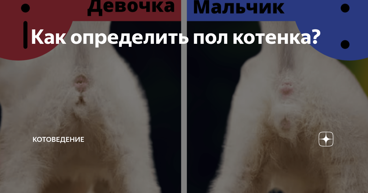 Котик мальчик или девочка как понять фото Как определить пол котенка? КотоВедение Дзен