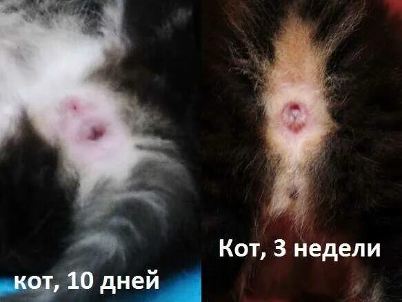 Котик мальчик или девочка как понять фото Месяц котенку мальчик или девочка