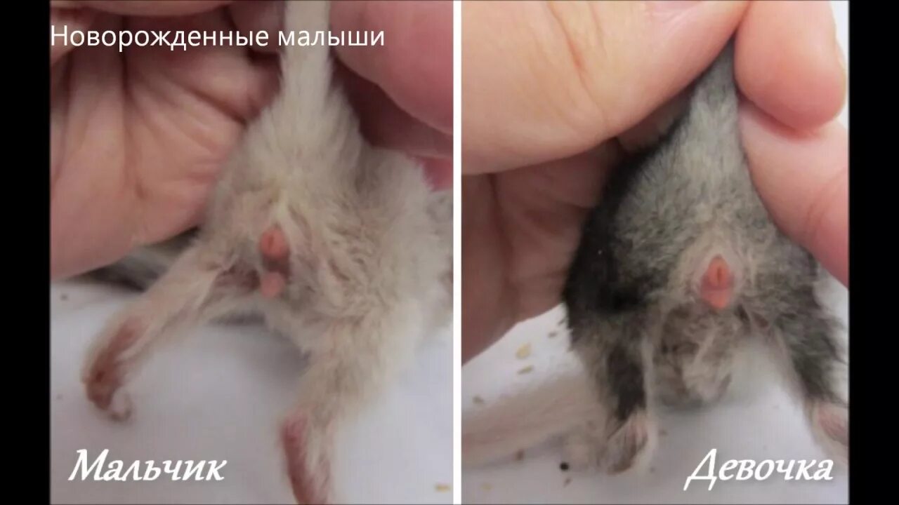 Котик мальчик или девочка как понять фото Определение пола у шиншилл - YouTube