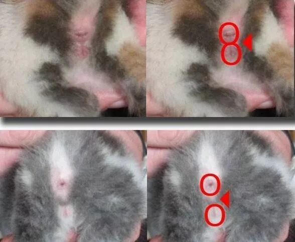 Котик мальчик или девочка как понять фото Ответы Mail.ru: О котятах 1.Как отличить котят (только что родившихся): где кот,