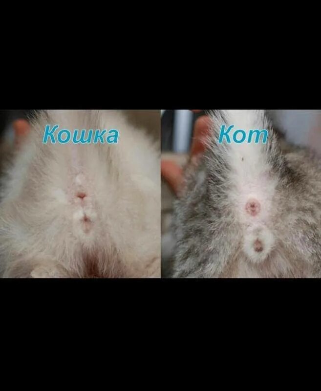Котик мальчик или девочка как понять фото Отличить кошку от кота в 3 месяца