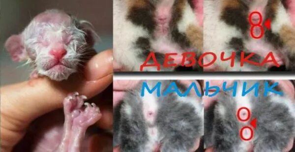 Котик мальчик или девочка как понять фото Как определить пол у новорожденного котенка? - PipCat.ru
