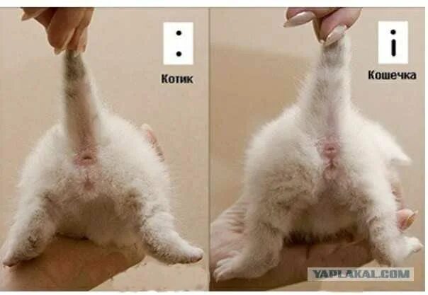 Котик мальчик или девочка как понять фото Храни тебя кошачий бог! - ЯПлакалъ