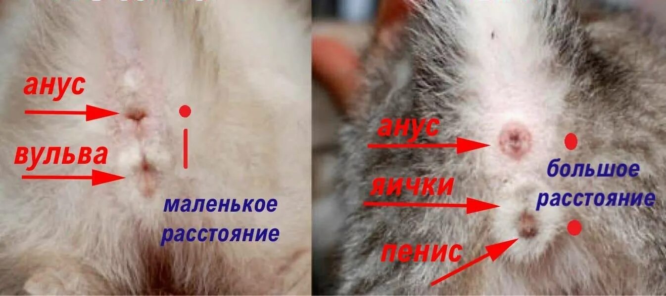 Котик мальчик или девочка как понять фото Как отличить новорожденного котенка мальчика от девочки: основные отличия в 1 ме